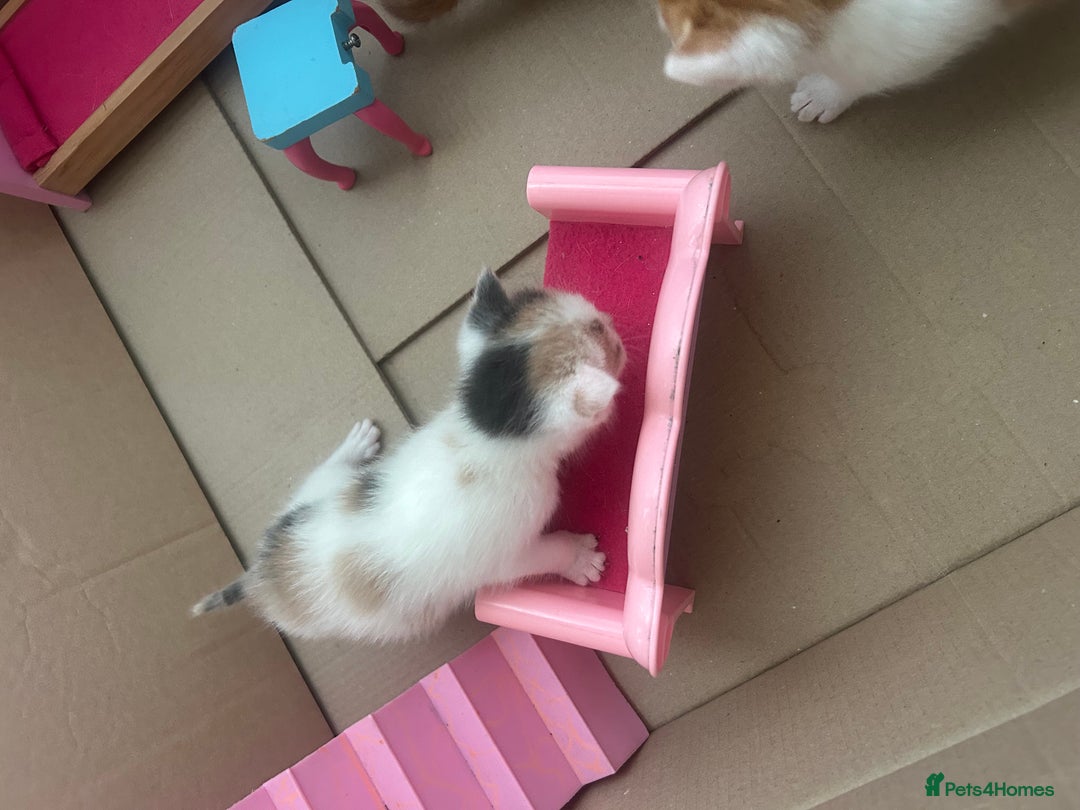British Shorthair cats for sale: 6 beautiful kittens ready to go! £70 - Image 4