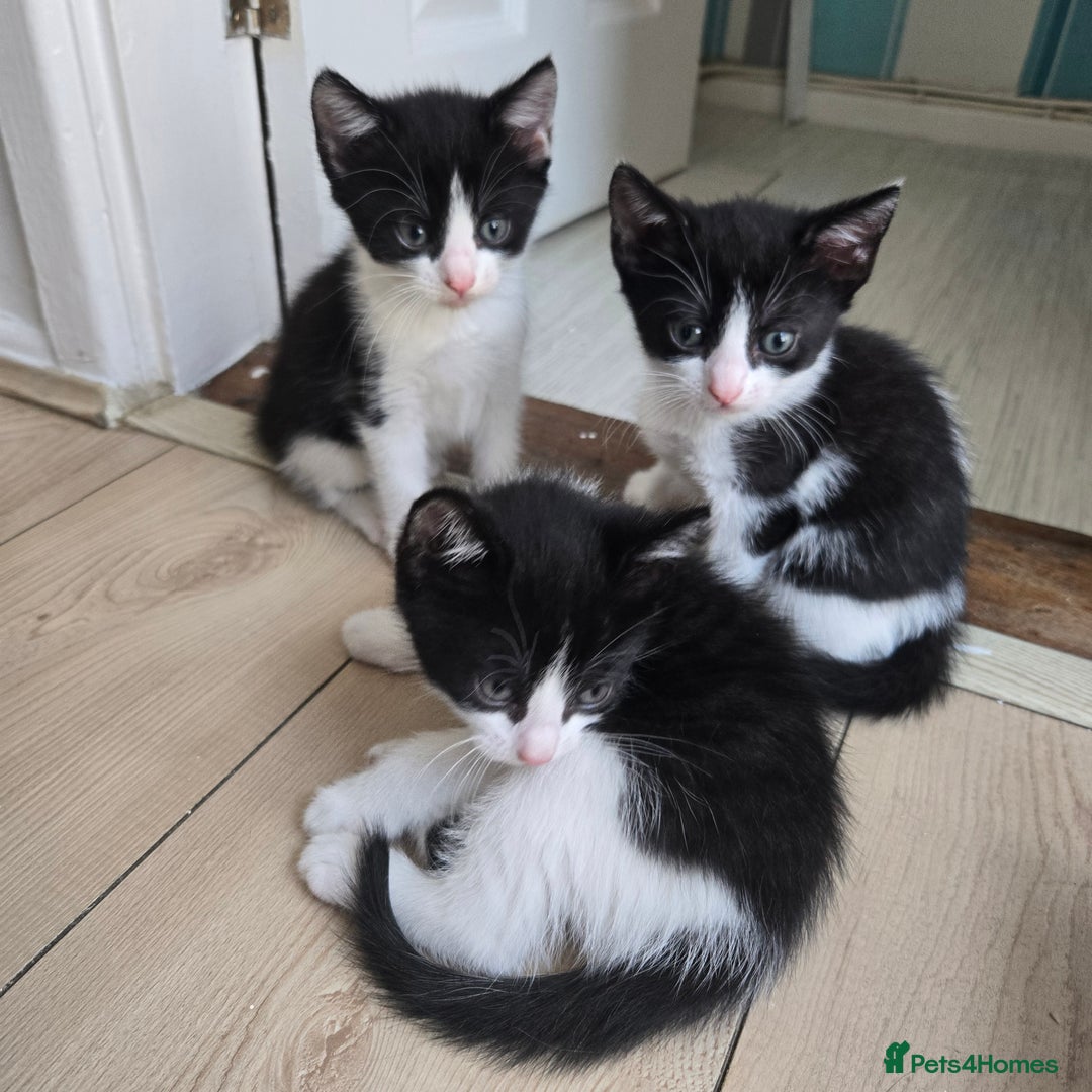 Mixed Breed cats for sale: Kittens - Image 3