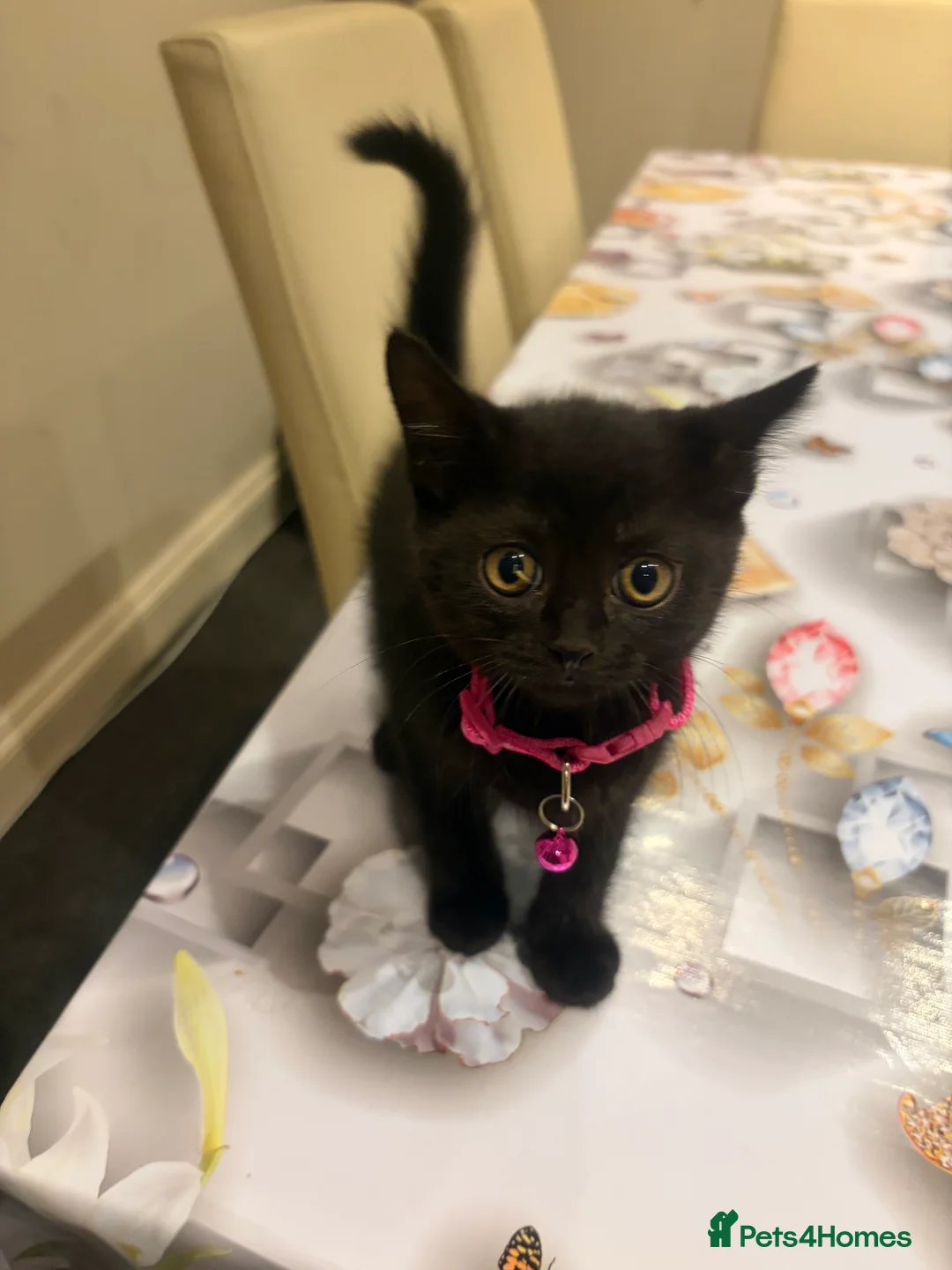 Mixed Breed cats for sale:  Mix British short hair kitten  - Advert 2