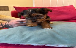 Yorkshire Terrier dogs for sale: Yorkshire Terrier Pups - Image 9