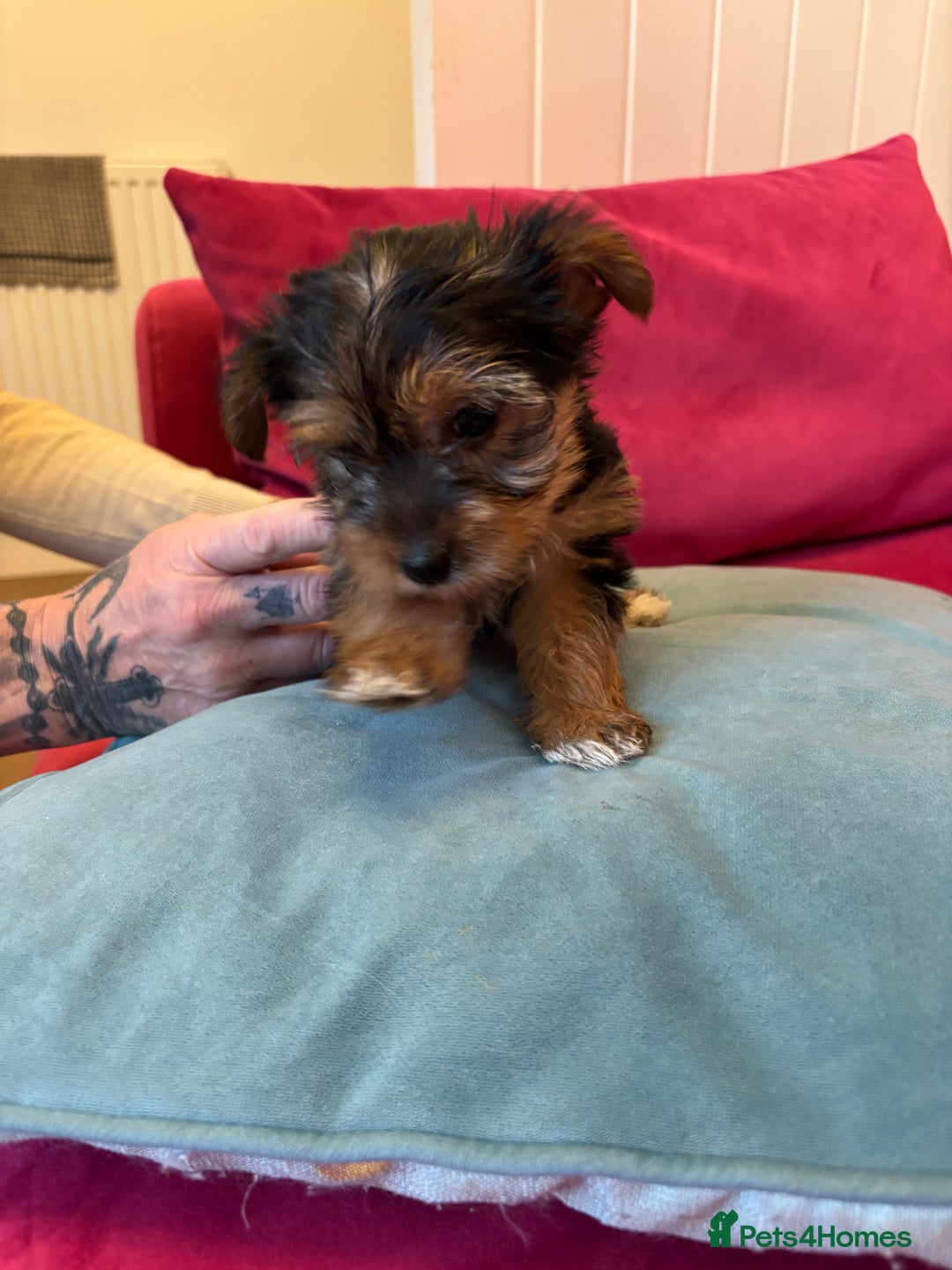 Yorkshire Terrier dogs for sale: Yorkshire Terrier Pups - Image 9