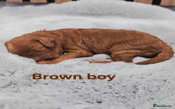 Cavapoo dogs for sale:  🐕Ruby Cavapoo Toy F1bb 🧸DNA tested🧸 - Image 34