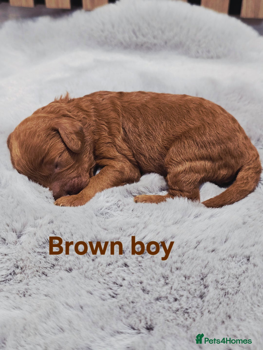 Cavapoo dogs for sale:  🐕Ruby Cavapoo Toy F1bb 🧸DNA tested🧸 - Image 34