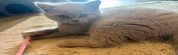 British Shorthair cats for sale: Supreme Champion Line British Shorthair Kittens - Advert 14