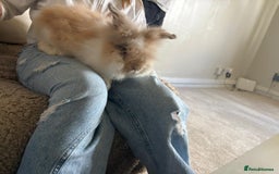 Lionhead rabbits for sale: lionhead bunies - Image 3