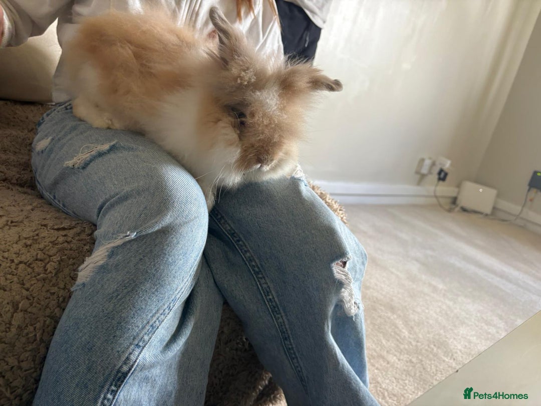 Lionhead rabbits for sale: lionhead bunies - Image 3