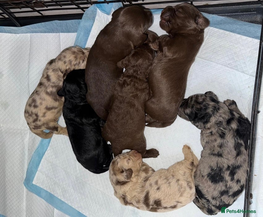 Labradoodle dogs Stunning labradoodle puppies - Advert 4