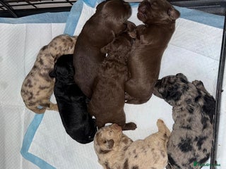 Labradoodle dogs Stunning labradoodle puppies - Advert 4