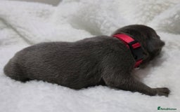 Staffordshire Bull Terrier dogs for sale:  Blue Staffy puppies for sale KC REGISTERED  - Image 26