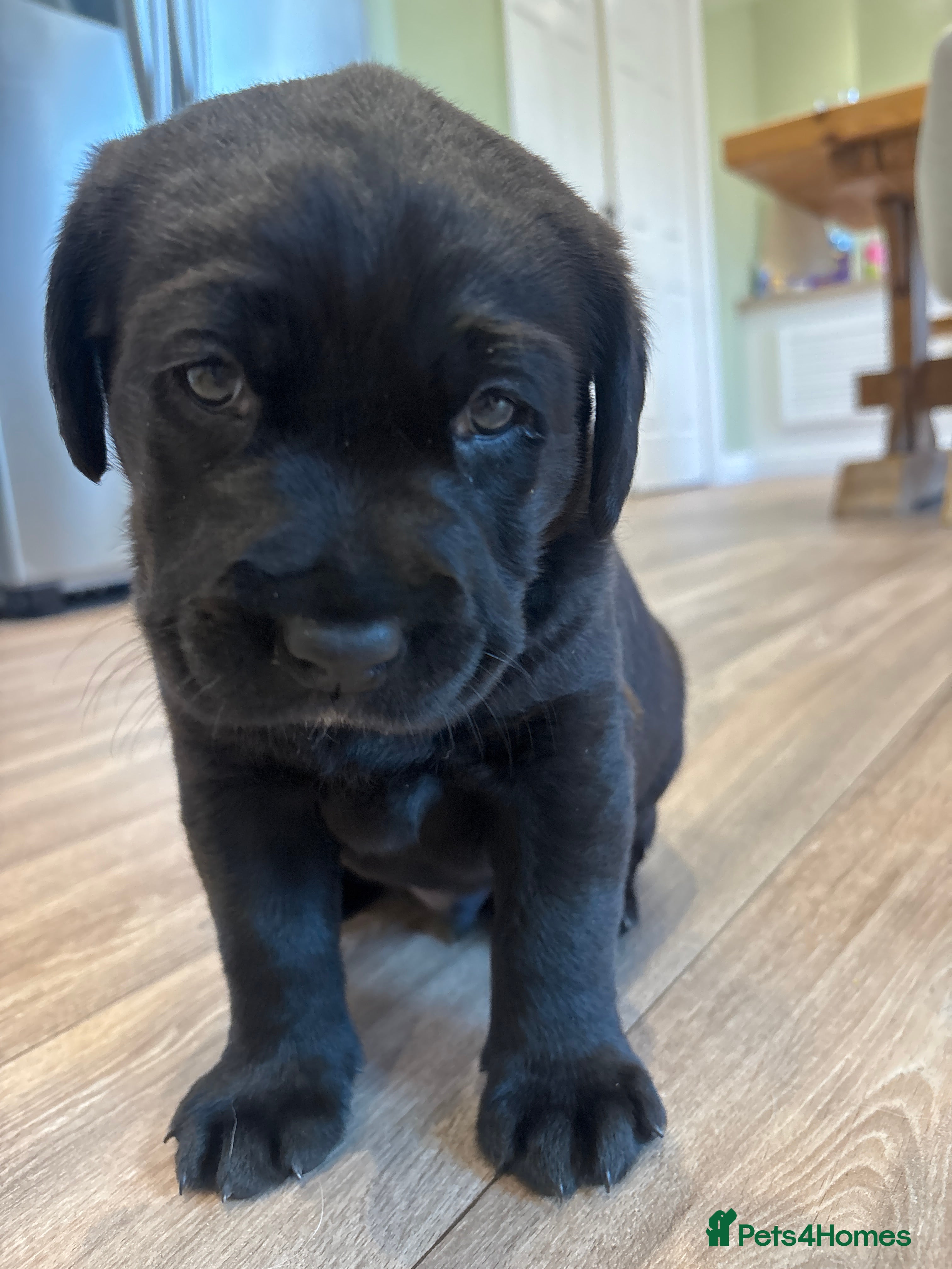 Labrador Retriever dogs Pedigree & KC registered black Labrador puppies  - Advert 17