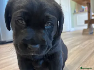 Labrador Retriever dogs Pedigree & KC registered black Labrador puppies - Advert 15