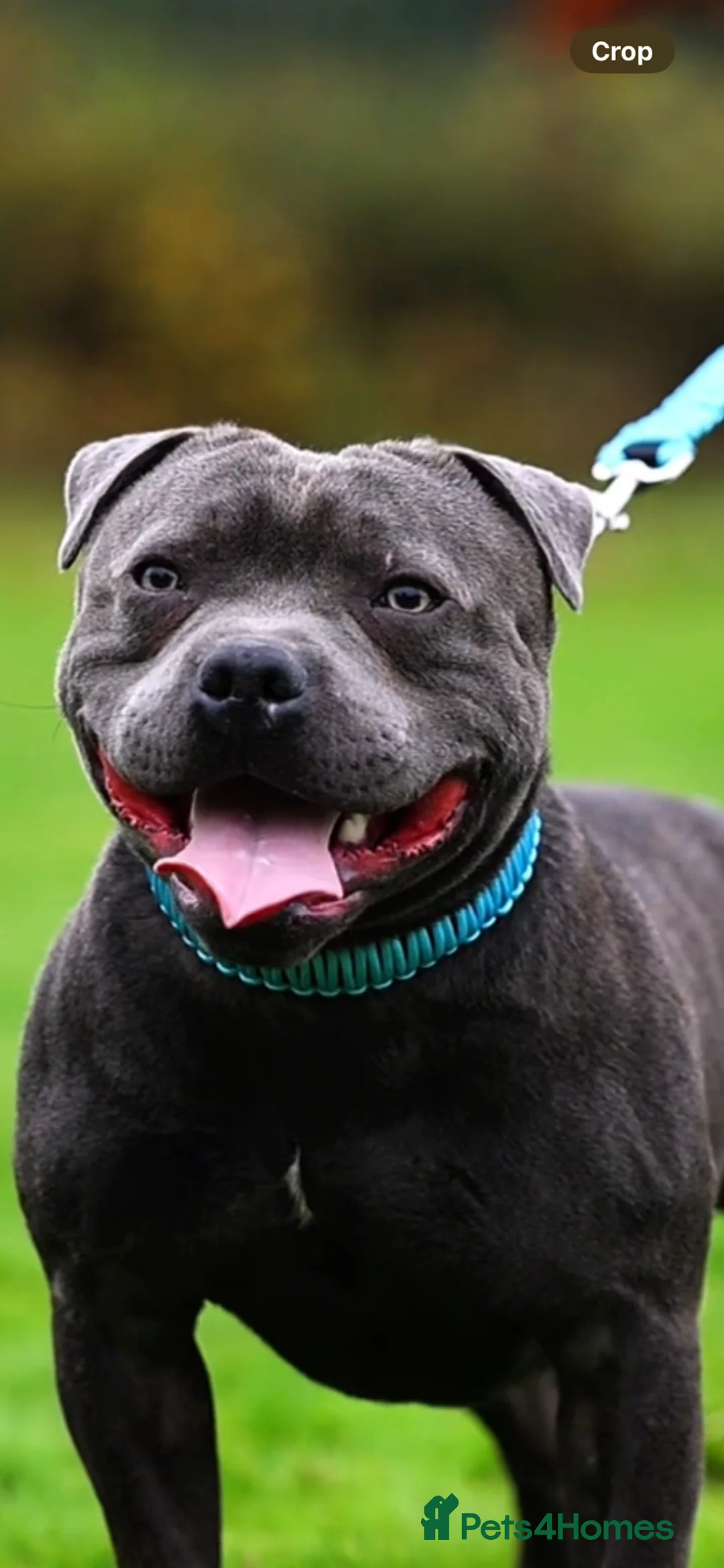 Staffordshire Bull Terrier dogs for stud: PROVEN Staffordshire bull terrier stud  - Advert 1