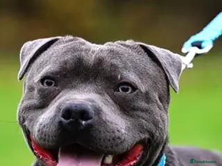 Staffordshire Bull Terrier dogs PROVEN Staffordshire bull terrier stud - Advert 12