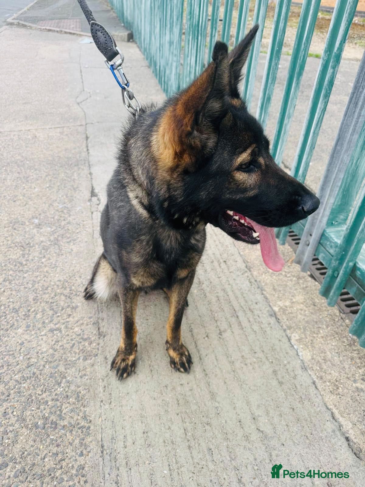 Mixed Breed dogs for sale: sheba - Advert 10