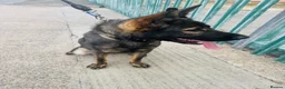Mixed Breed dogs for sale: sheba in Birmingham - Advert 1