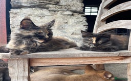 Maine Coon cats for sale: Full pedigree MaineCoon kittens  - Image 24