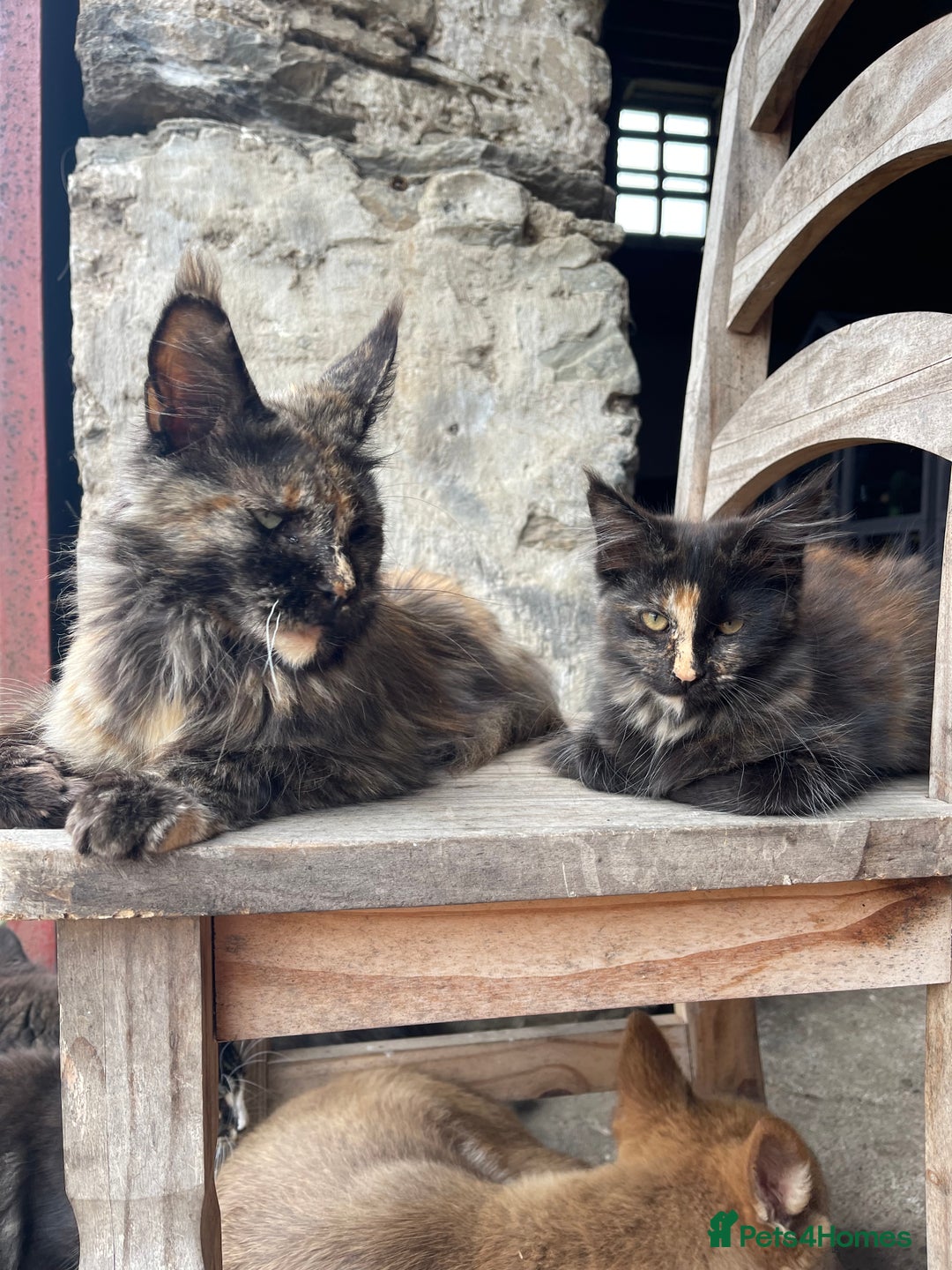 Maine Coon cats for sale: Full pedigree MaineCoon kittens  - Image 24