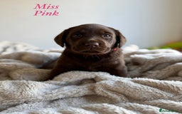 Labrador Retriever dogs for sale: 🐾 Beaytiful KC Labrador puppies!🐾 - Advert 3