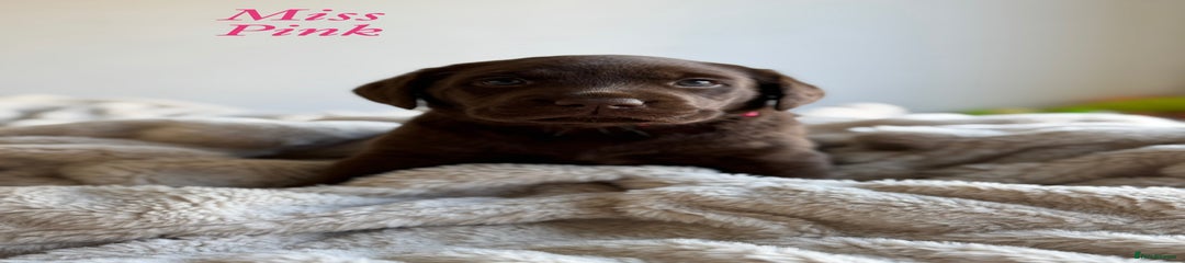 Labrador Retriever Puppy 1