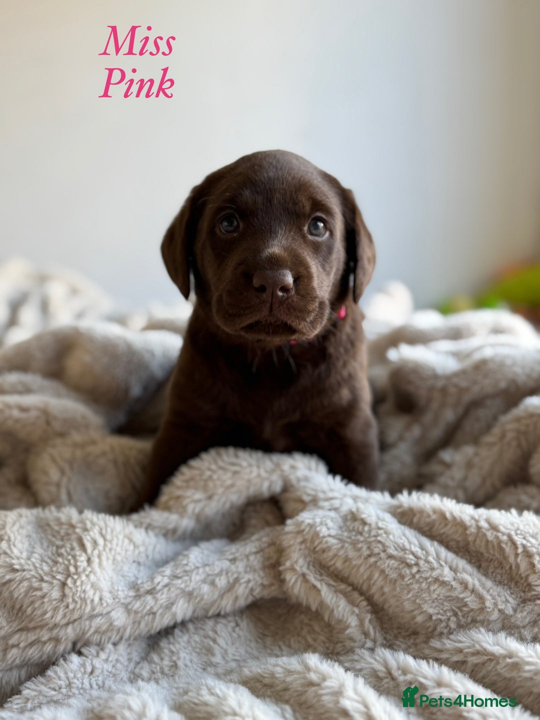 Labrador Retriever dogs for sale: 🐾 Beaytiful KC Labrador puppies!🐾 - Advert 3