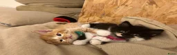 British Shorthair cats for sale: beautiful british shorthair and longhair kittens  - Advert 8