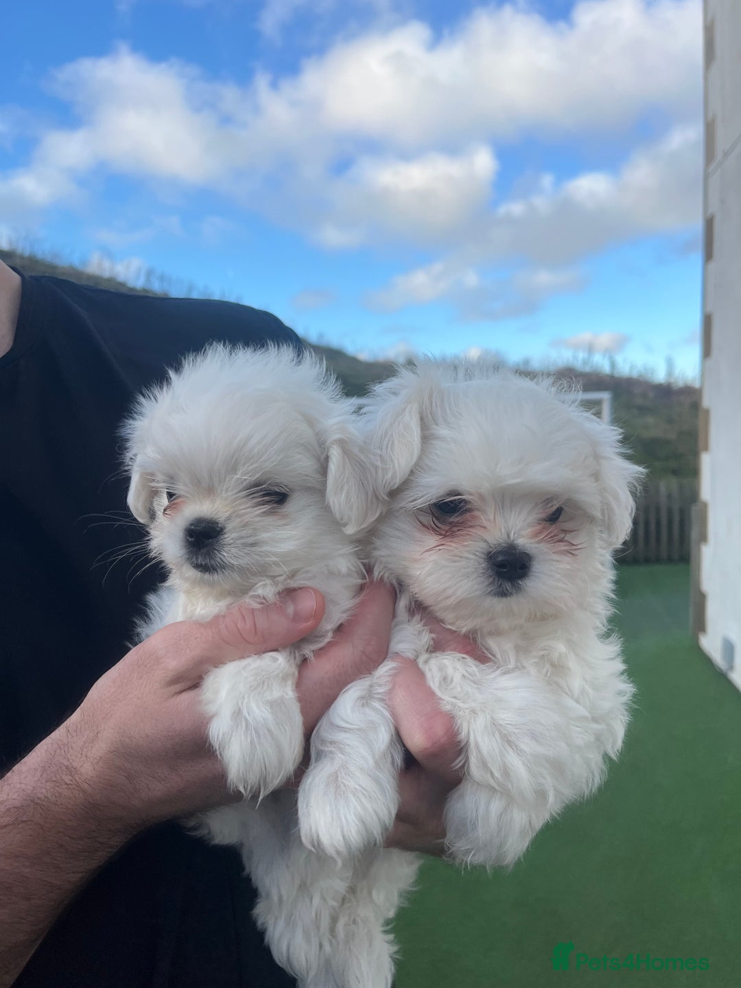 Maltese dogs for sale: Meet Your Little Heart Melters ❄️ - Advert 14