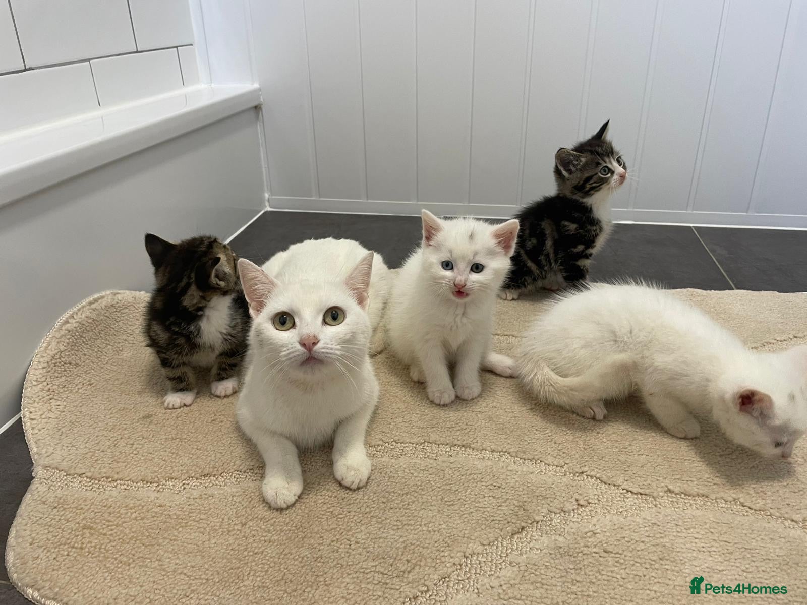 Mixed Breed cats 4 beautiful kittens  - Advert 18