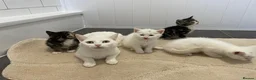 Mixed Breed cats for sale: 4 beautiful kittens  - Advert 1