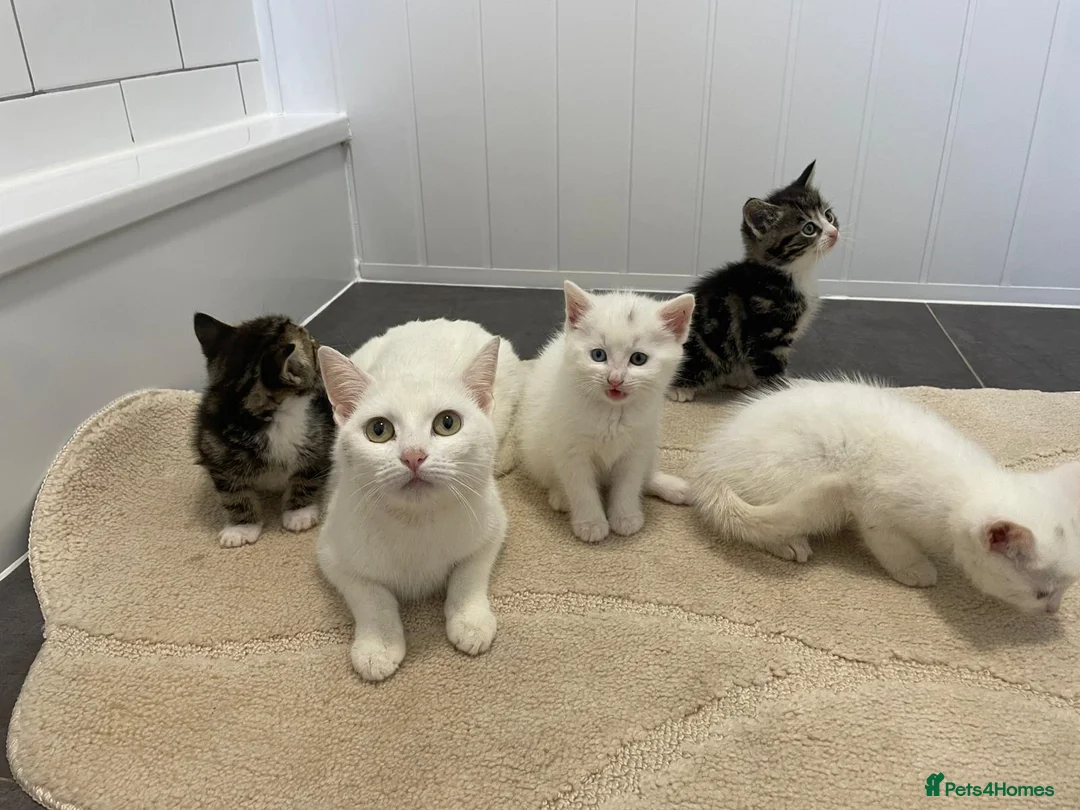 Mixed Breed cats for sale: 4 beautiful kittens  - Advert 1