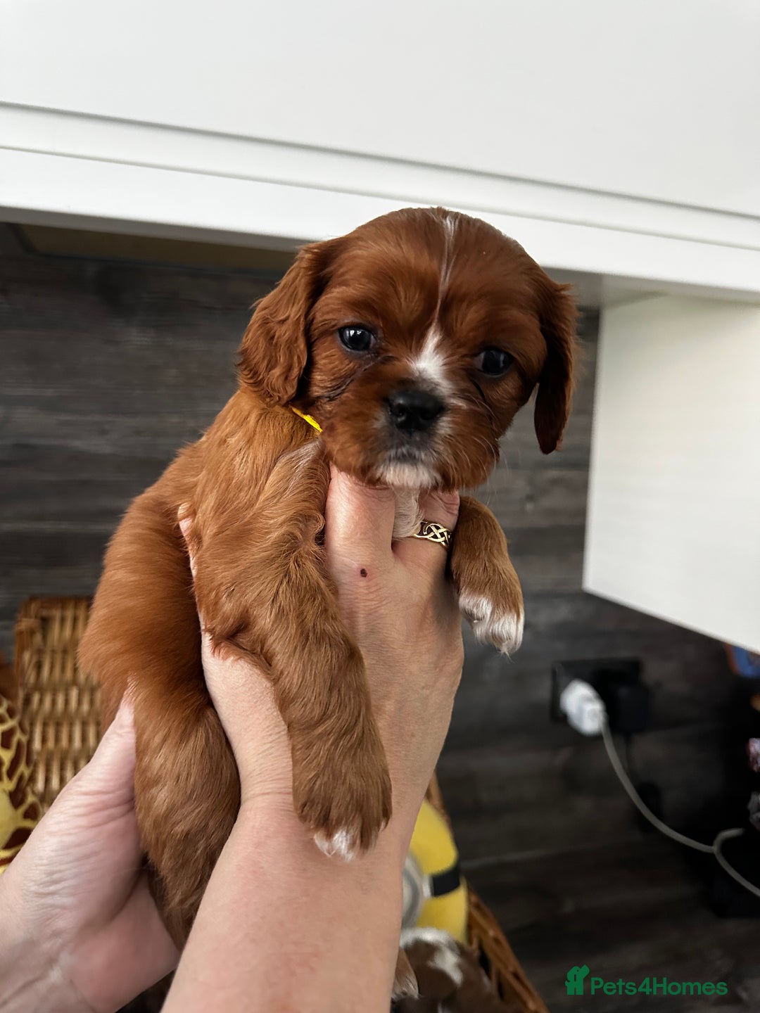 Cavalier King Charles Spaniel dogs for sale: 5 beautiful cavalier King Charles spaniel puppies - Image 5