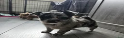 Chihuahua dogs for sale: 2 long coated chihuahua pups  - Advert 11
