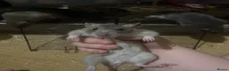 Rat rodents for sale: Loving home wanted  in Jedburgh - Advert 2