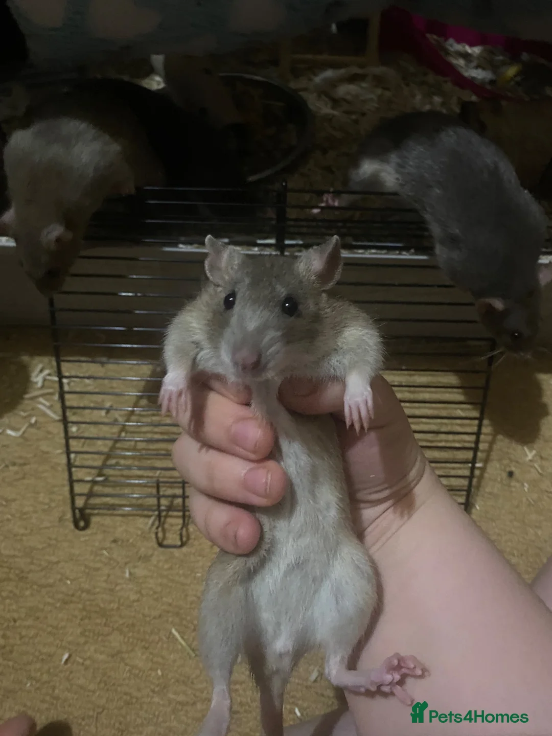 Rat rodents for sale: Loving home wanted  in Jedburgh - Advert 2