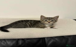 Mixed Breed cats for sale: Kitten (Male) - Image 3