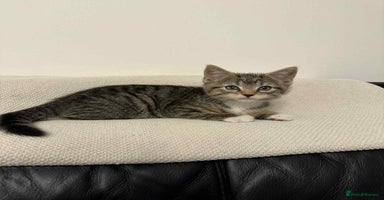 Mixed Breed cats - Advert 7