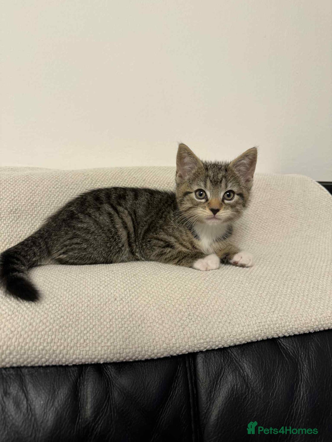 Mixed Breed cats for sale: Kitten (Male) - Image 3