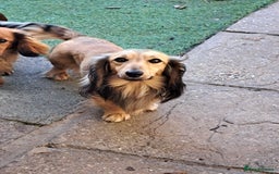 Miniature Dachshund dogs for sale: Kc. Reg. Shaded Cream Miniature Longhaired Boy - Image 6