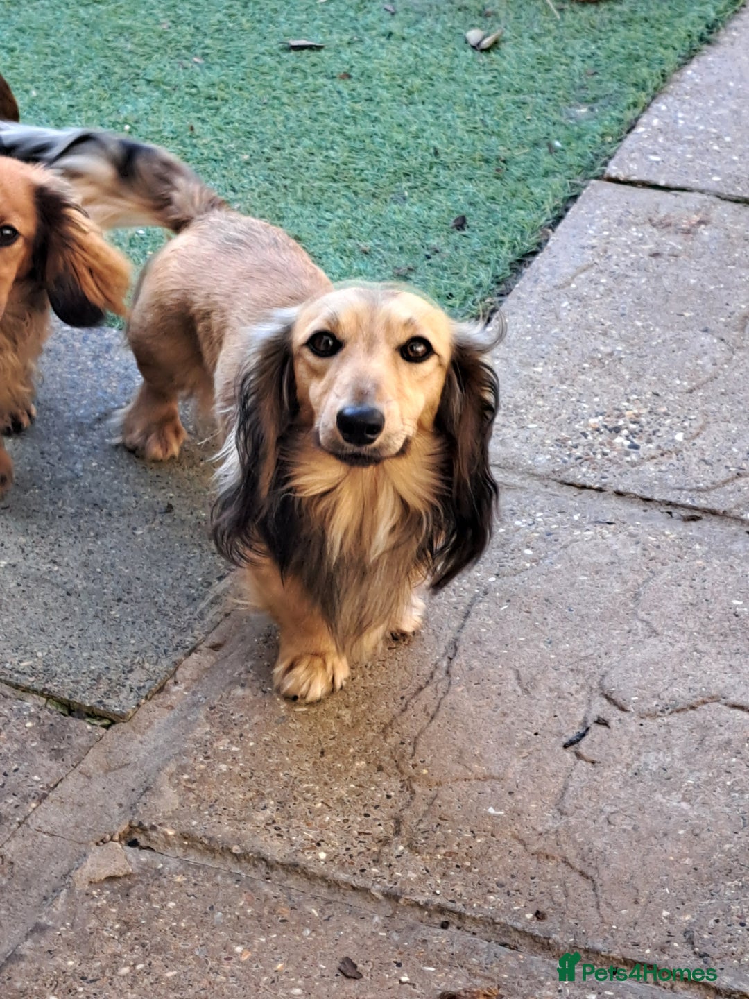 Miniature Dachshund dogs for sale: Kc. Reg. Shaded Cream Miniature Longhaired Boy - Image 6