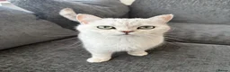 British Shorthair cats for sale: British Shorthair  in Wigston - Advert 5