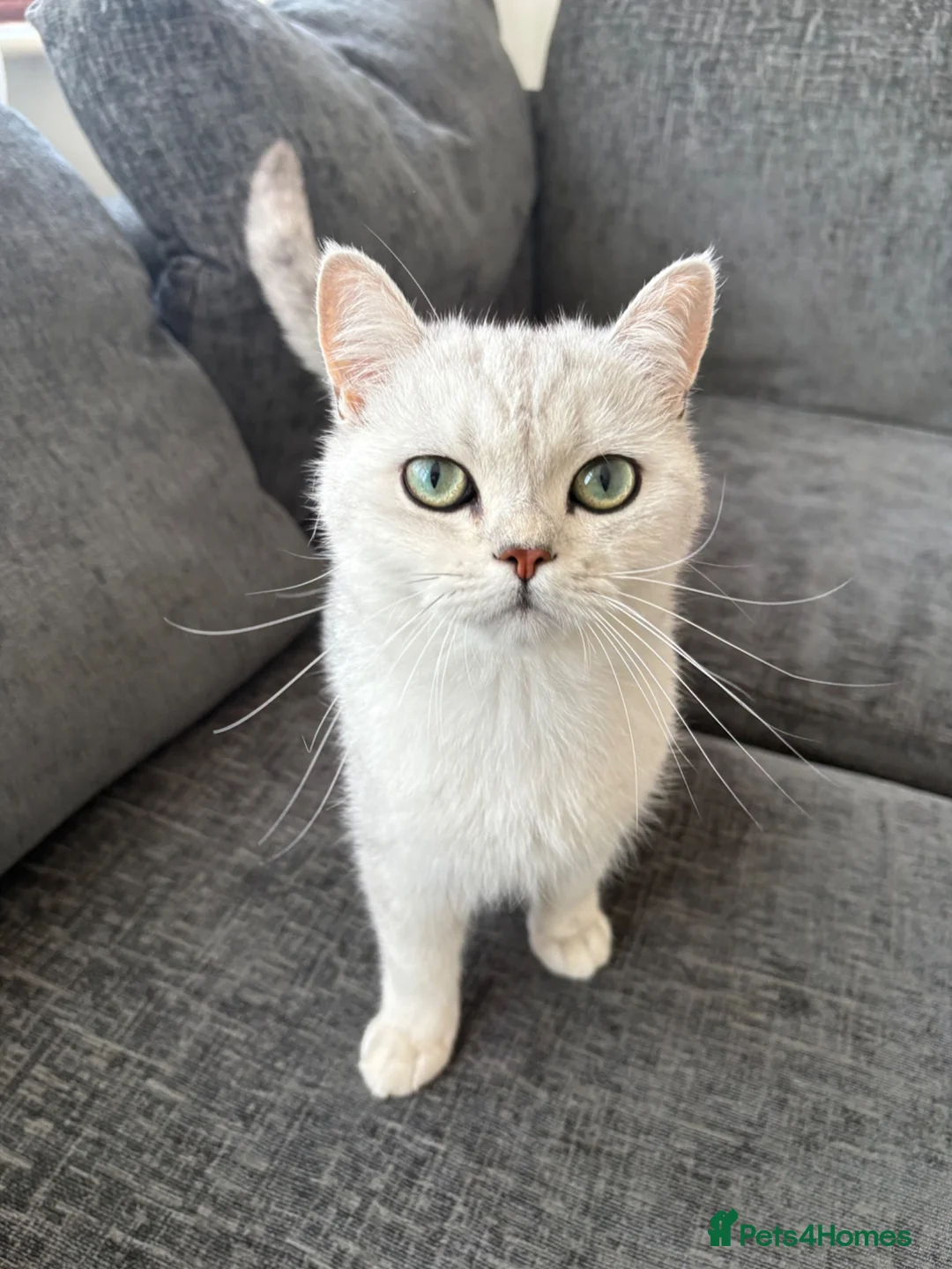 British Shorthair cats for sale: British Shorthair  in Wigston - Advert 5