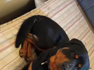 Rottweiler dogs Reginald - Advert 4