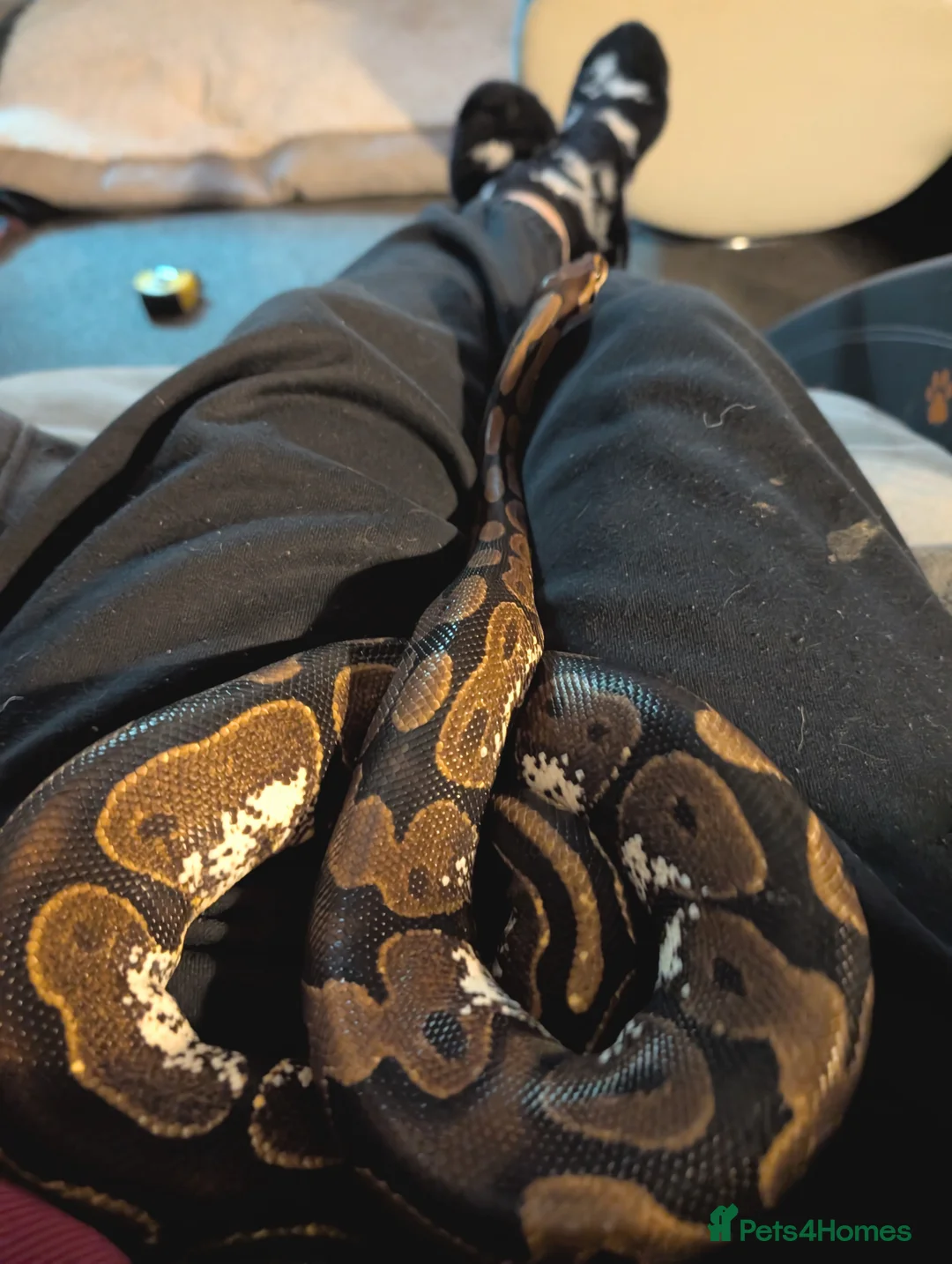 Python Snake reptiles for sale: Female Calico Royal Python  - Advert 3