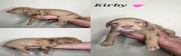 Mixed Breed dogs for sale: Great Dane  ** tiffs in Ellon - Advert 7