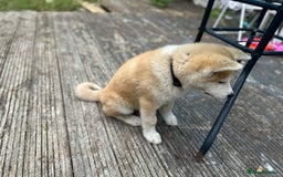 Japanese Akita Inu dogs for sale: Japanese Akita very chunky and active - Image 4