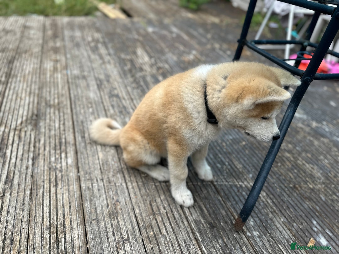 Japanese Akita Inu dogs for sale: Japanese Akita very chunky and active - Image 4