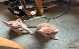 Mixed Breed cats for sale: READY TO GO 4 gorgeous kittens  - Image 1