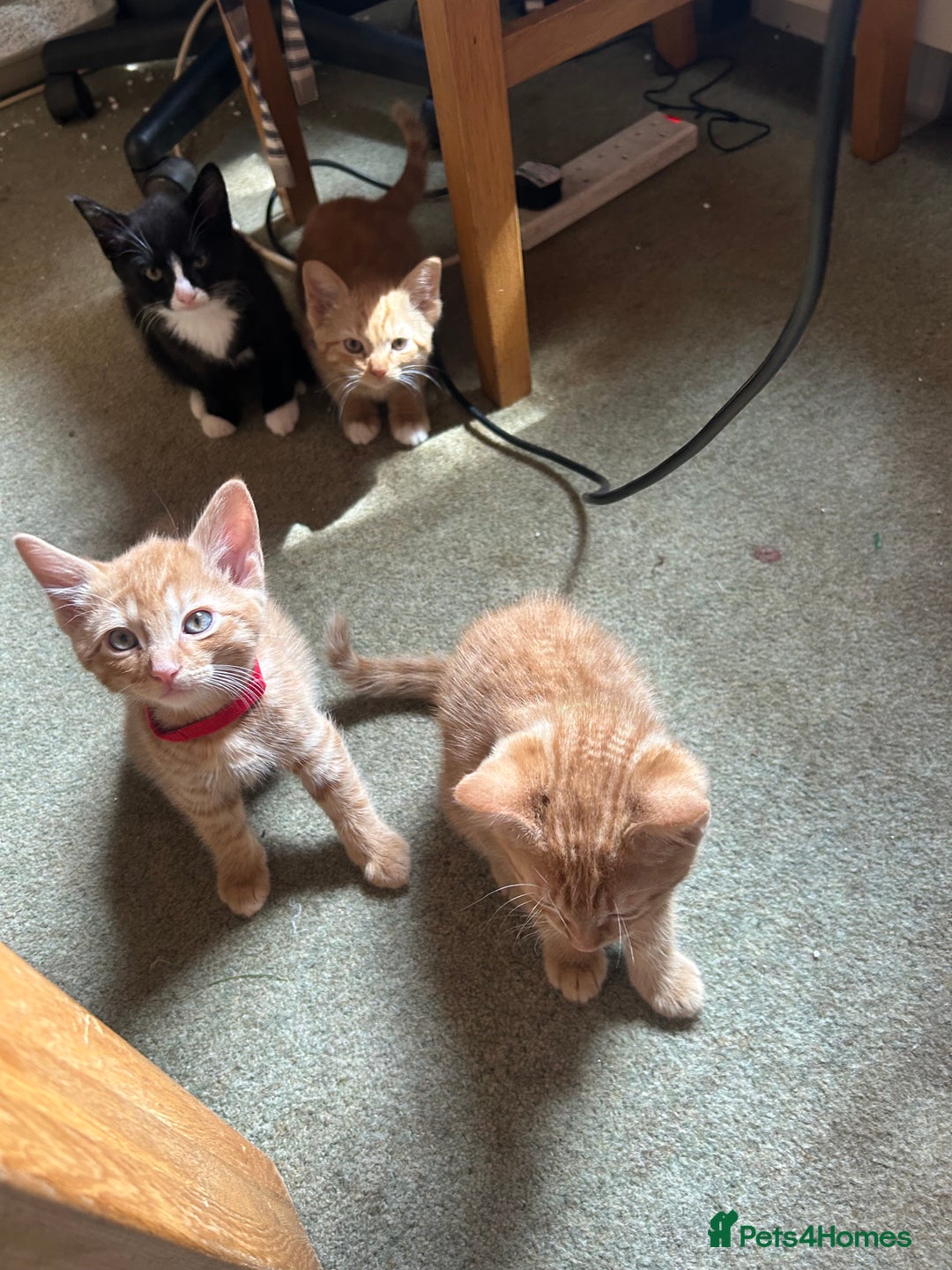 Mixed Breed cats for sale: READY TO GO 4 gorgeous kittens  - Image 1