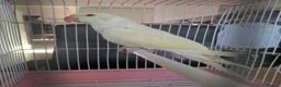 Ringnecks birds for sale: Indian Ringnecks babies olive and lemon creamino  - Advert 3