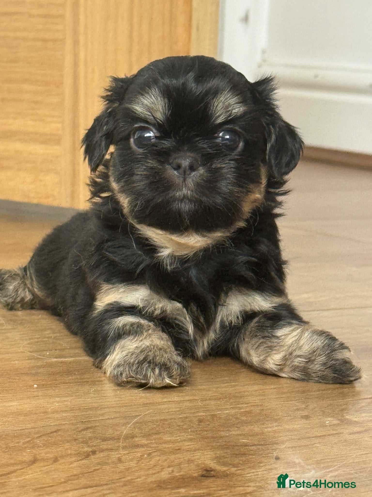 Shih Tzu dogs Imperial dobies 2 boys left LICENSED BREEDER  - Advert 1