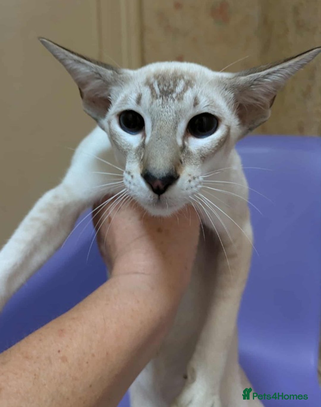 Siamese cats for sale: Siamese Kittens For Sale. - Image 5
